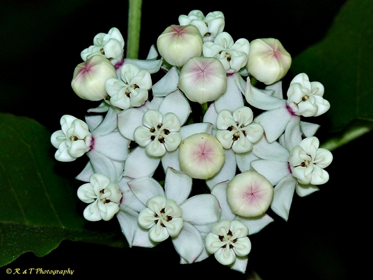 {Asclepias variegata}